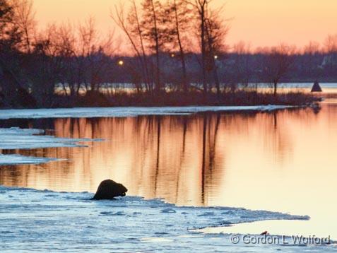 Beaver On Ice_24462.jpg - Photographed along the Rideau Canal Waterway at Kilmarnock, Ontario, Canada.